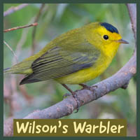Wilson's Warbler
